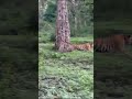Tiger Attacks Elephant in Kabini Forest 🐅