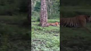 Tiger Attacking Elephant At Kabini Forest Karnataka..