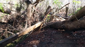 Spring Hammock Preserve Trail