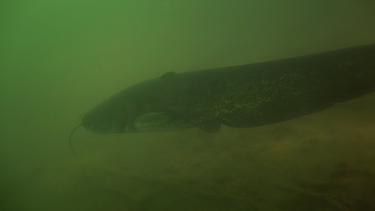 Wels im Erlichsee 4K