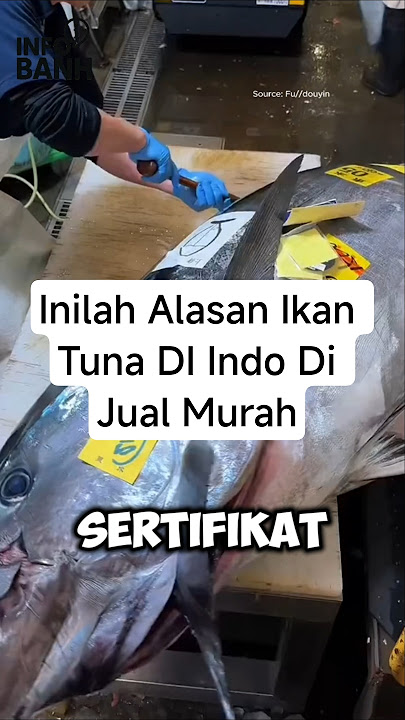 Inilah Alasan Ikan Tuna DI Indo Di Jual Murah