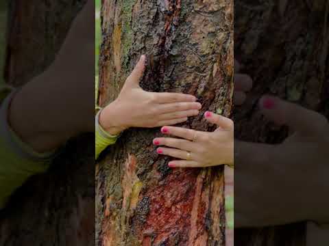 Hug A Tree - An Experience by Sarath Chandran (Technology Specialist)
