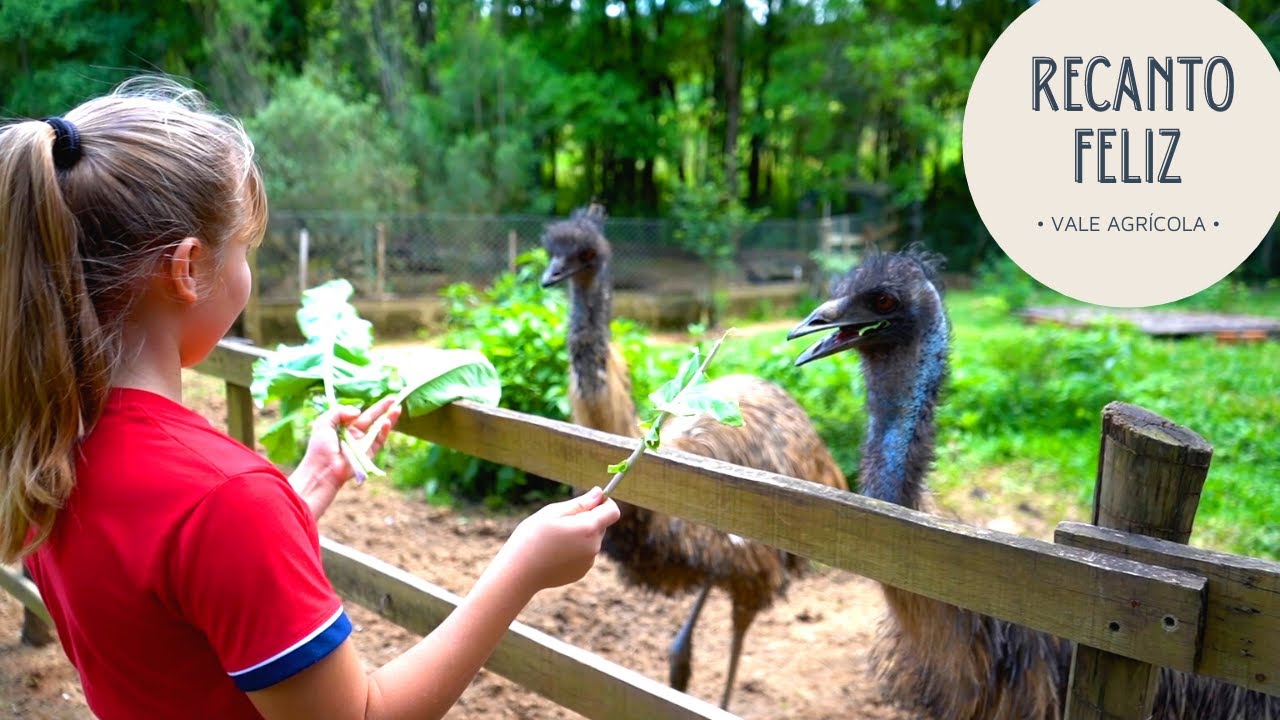 Sítio investe em animais exóticos para atrair a criançada!