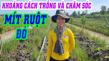Khoảng cách và chăm sóc mít ruột đỏ nhanh phát triển | SIÊU THỊ CÂY GIỐNG WELOFARM