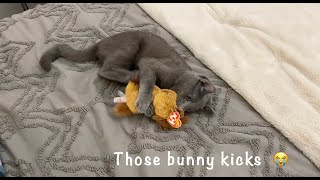 Cat's favorite toy is a stuffed animal ❤️ by Elsa and Dalila  1,008 views 2 years ago 1 minute, 23 seconds