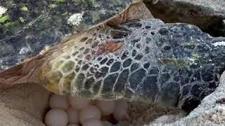 كيف تضع السلحفة البحرية البيض sea turtle lay eggs on the sand