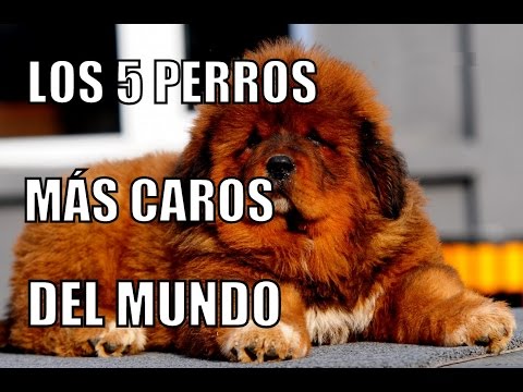 Video: Las 5 razas de perros más caras