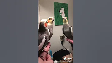 Birds Singing Earth Wind and Fire??