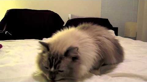 Tyco: Blue-Mitted Ragdoll Cat Eats Greenies Pill Pockets