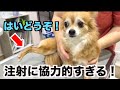 【チワワの親子】一年ぶりに病院へ。四女は自分から足を差し出して『注射どうぞ』が可愛すぎた♪