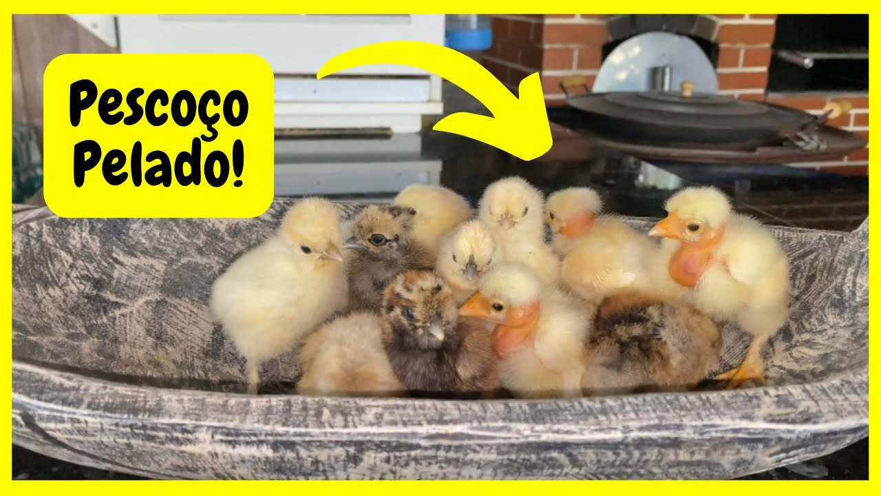 Nasceram Pintinhos Pescoço Pelado Caipira - Atualizando as Aves da Casa de Meus Pais |  Gutejando