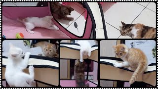 @cc.cutecats CUTE KITTENS : Hope This Kitten Video Can Make Your Day