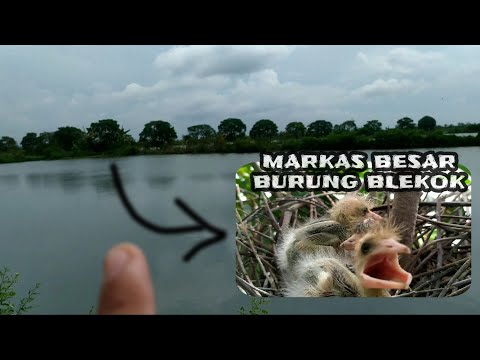 Menyambangi markas besar burung blekok,, Baunya serem, amis kecut😅