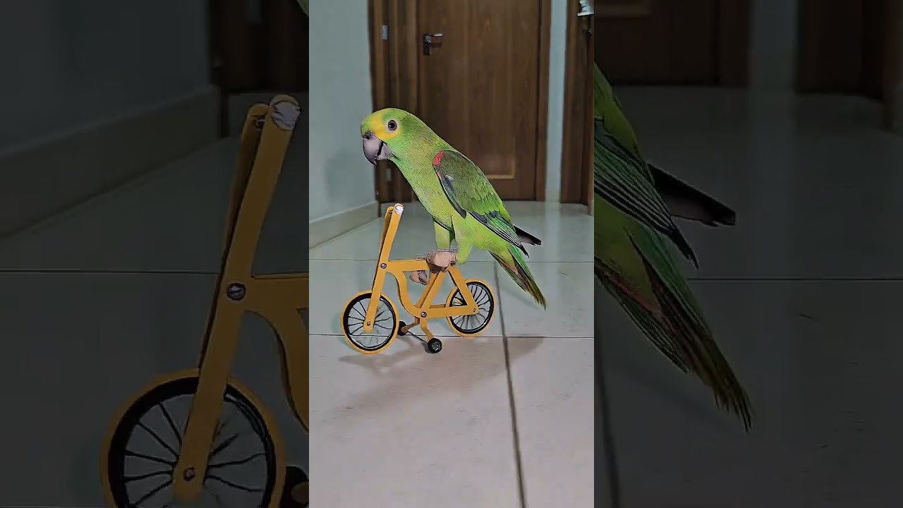 Cycling parrot 