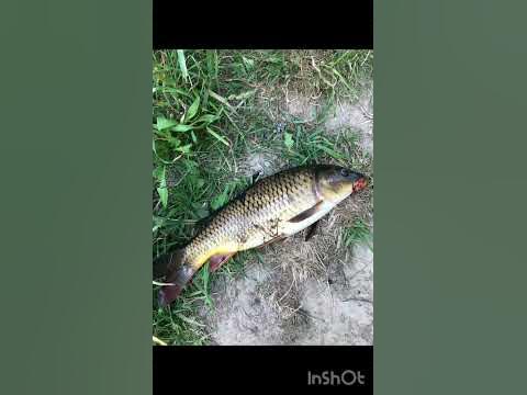 En skön fiske idag med mycket fisk - YouTube