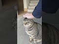 野良猫の頭をポンポン。 Gently tap the stray cat's head.