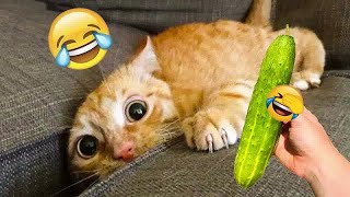 Funny Cat Video Compilation😹World's Funniest Cat Videos😼Funny Cat Videos Try Not To Laugh😺Part 13