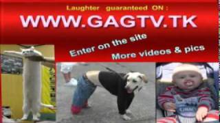 Tiger   Monkey Fight (Funny)