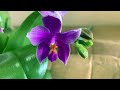 Долгожданный завоз сортовых орхидей в Экофлору 25 февраля 2021 г. Виолацея,  Bellinzona, Ча Ча ...