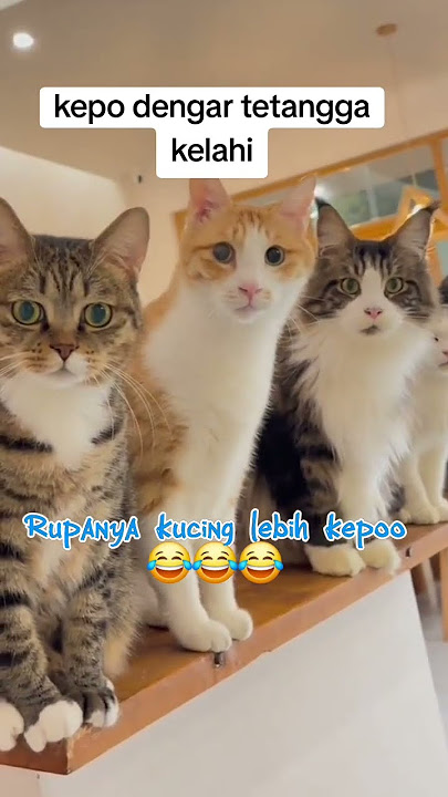 Kucing kepo ngintip tetangga berkelahi‼️
