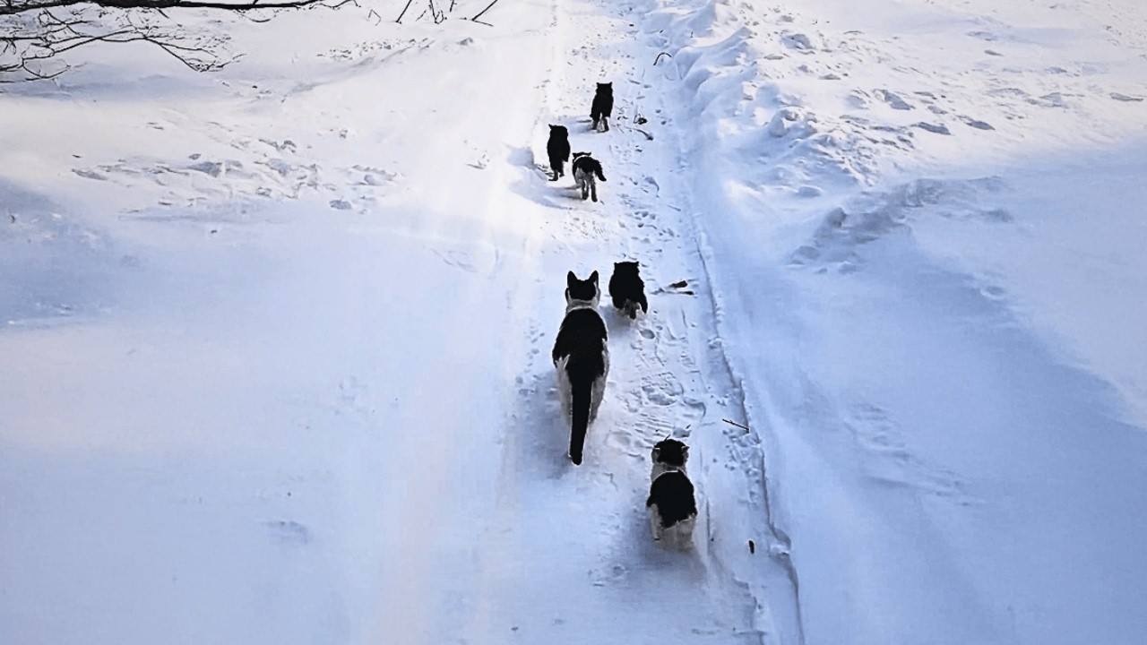Бездомная кошка с пятью котятами ищет еду в снегу, но там ничего нет.