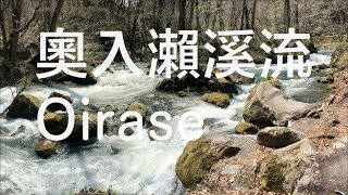 [旅遊VLOG] 日本東北獨遊櫻花樹下: 奧入瀨溪流(Oirase)