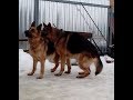 Немецкая овчарка вязка(German Shepherd) Mating in dogs