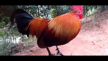 Qaib qus qua zoo ,zoo nraug heev nawb saib qaib dịb 2 gà rừng đẹp