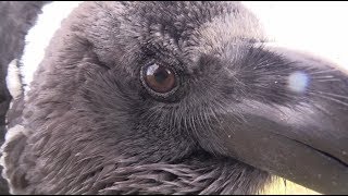 Raven Talks Accidently To Human (And Isn't Happy) -- Mimic Corvids Back!