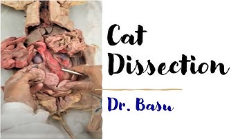 Cat Dissection | Dr. Basu