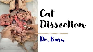 Easy Anatomy & Physiology- Cat Dissection Easy Anatomy & Physiology- Cat Dissection