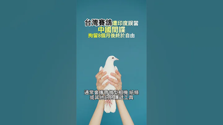 台灣賽鴿遭印度誤當中國間諜 拘留8個月後終於自由 - 天天要聞