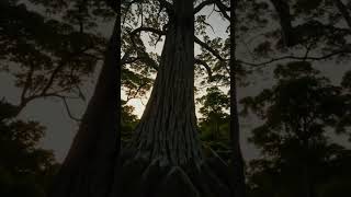Forests Cover 31% of Global Land Area nature