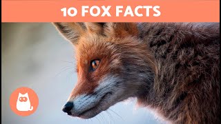 10 FACTS About FOXES That May Surprise You  Fun Fox Facts