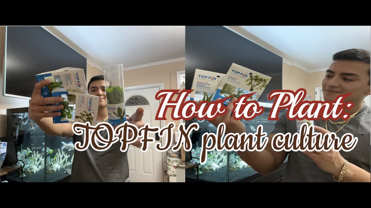 how-to-plant-top-fin-petsmart-plants-youtube