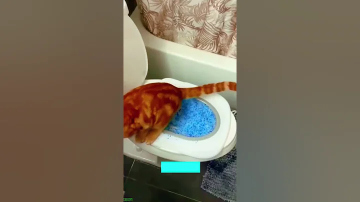 Watch the video about Cat Funny Videos 😸 cats meowing 😸 #catsworld Part 6583