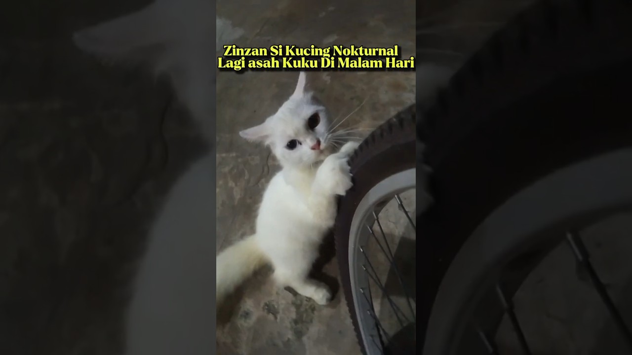 Zinzan Si Kucing Nokturnal Lagi Asah Kuku di Malam Hari! 