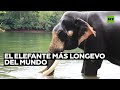 Un elefante de 78 años quiere ingresar al Libro Guinness de los Récords por su longevidad I RT Play