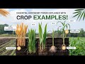 Agriculture Key Agronomy Terms &amp; Concepts Explained!Bihar Agriculture Coordinator Exam Preparation