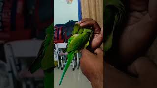 Frooti pyara beta #birds #mitthu #parrot