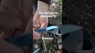Altoirea Perilor Sălbatici Cu Ionel Și Ionel.. In Curand