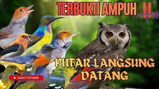 Suara Pikat Burung Kecil Paling Ampuh II Terbaru 2026.