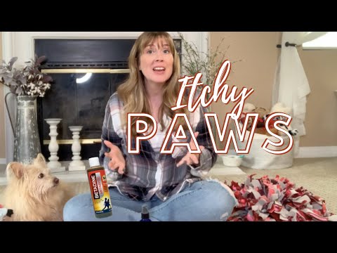 Home Remedies For Your Dogs Itchy Paws