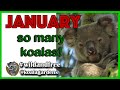 Koalas so many beauties during january at koala gardens
