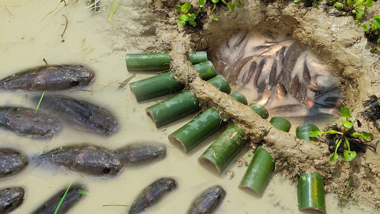 Primitive Technology: Fish Trap Using Bamboo To Catch A Lot of Fish ...