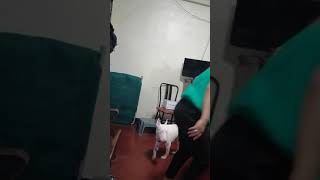 Bull Terrier Play Time