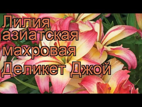 Лилия азиатская махровая Деликет Джой (lilium) 🌿 обзор: как сажать, рассада лилии Деликет Джой
