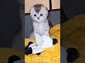 Cute kitten playing #kitten #cuteanimals