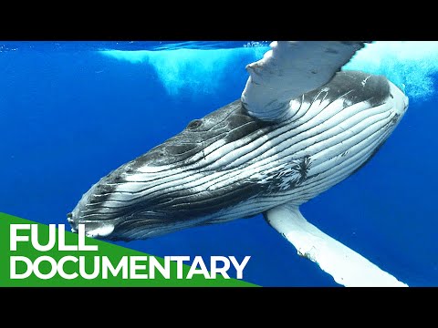 Adventure Ocean Quest: The Giants of Rurutu | Episode 2 | Free Documentary Nature