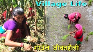 गाउँमा दोहोरी गाउँदै यसरी रोपाई गरेको कतिलाई सम्झना छ Rural Life of Nepal